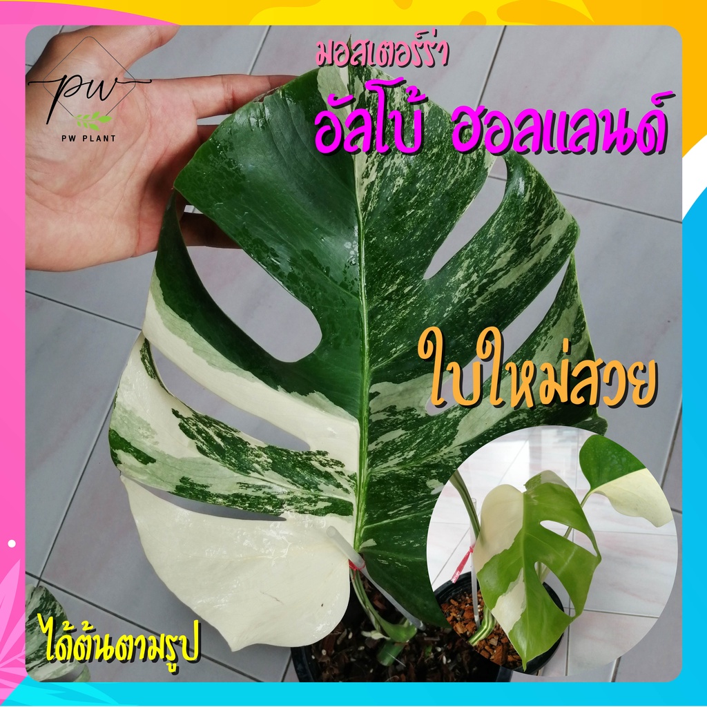 monstera-albo-holland