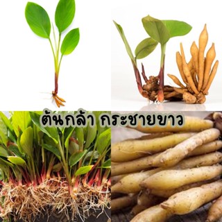 ต้นกล้ากระชายขาว กระชายขาว สมุนไพร พร้อมปลูก ต้นละ25 บาท ซื้อ 2ต้นขึ้นไป