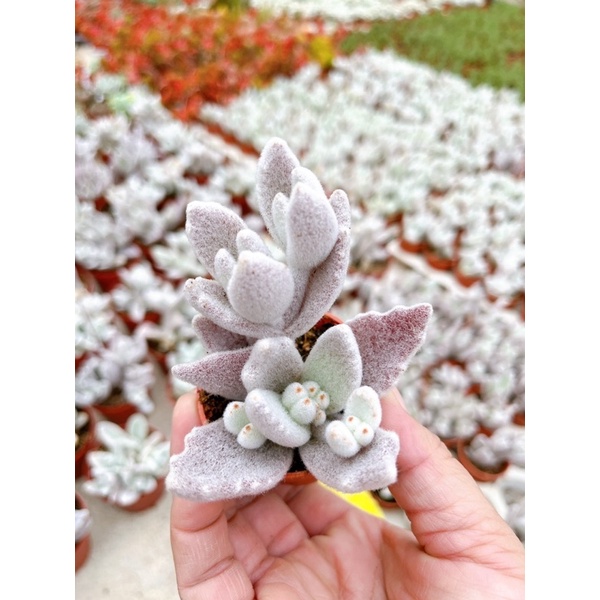 หมีขาว ใบหยัก Kalancho Tomemtosa