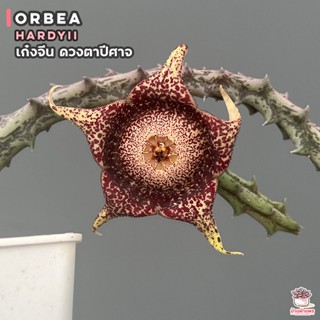 เก๋งจีน ดวงตาปีศาจ Orbea hardyii แคคตัส กระบองเพชร cactus&amp;succulent