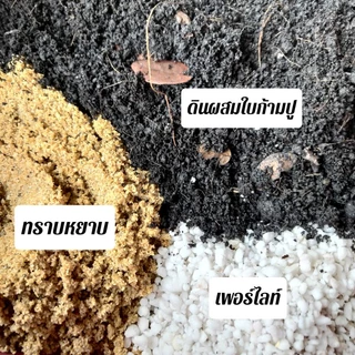 🤎 ดินผสมสำเร็จ ถุงล่ะ2kg.(กิโลกรัม)ดินแคคตัส/ดินต้นไม้ด่าง/ดินไม้ฟอกอากาศ