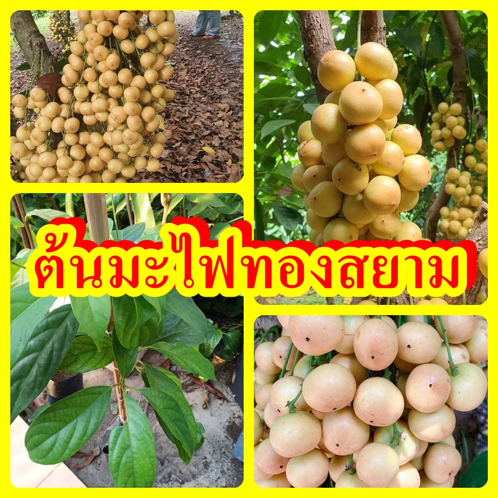ต้นมะไฟทองสยาม รสชาติหวานไม่ติดเปรี้ยว ต้นพันธุ์ตอนกิ่งสูง 40-50 ซม.แข็งแรงพร้อมปลูก รับประกันพันธุ์แท้ 100%