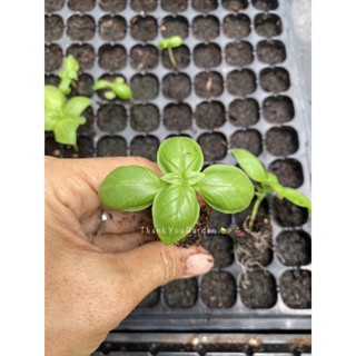 Italian Sweet Basil Baby Plant 🪴  ต้นกล้าโหระพาอิตาลี่ กระถาง2 นิ้ว คัดต้นเเข็งเเรง 🚚..ส่งจาก กทม.ค่าส่งถูก