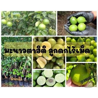 มะนาวตาฮิติไร้เม็ด ให้น้ำเยอะ ลูกดกรสเปรี้ยว กลิ่นหอม ต้นกล้าพร้อมส่ง