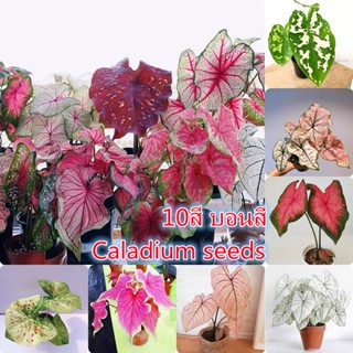 เมล็ดบอนสีแท้ 100เมล็ด Caladium Seeds บอนสีราชินีแห่งไม้ใบ Mixed Flower Colors ต้นไม้มงคล บอนสีแปลกๆ หัวบอนสีชายชล