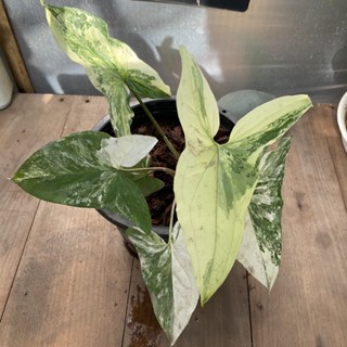 syngonium white variegated เงินไหลมาด่างขาว ซิงโกเนียมไวท์วาริเกต