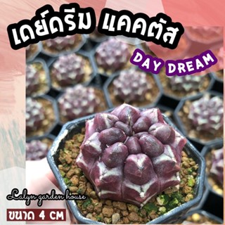 💜🌙 ยิมโนเดย์ดรีมแคคตัส Gymnocalycium Day Dream (ขนาด 4 cm)ไม้ยิมโนผิวม่วง ไม่มีหนาม ไม้สะสมที่ต้องมีอยู่ทุกบ้าน 💜🌙💎