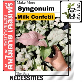 syngonium milk confetii ออมมิวค์  ออมมิ้ว syngonuim 1
