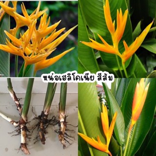 เฮลิโคเนีย ธรรมรักษา ก้ามกุ้ง ดอกเบิร์ด สีส้ม แคระ(ส่งต้นสูง 20-30ซม.)