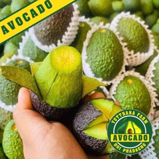 AVOCADO อะโวคาโด้ สายพันธุ์  แฮส Hassจำนวน 2 กิโล รสชาติ มัน หอม เนื้อเหนียวกว่าสายพันธุ์อื่น อร่อย