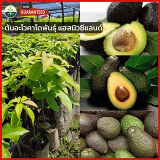 [ต้นอโวคาโดแบบเพาะเมล็ด ]🥑 ต้นอะโวคาโดพันธุ์ แฮสนิวซีแลนด์ อะโวคาโดต้นกล้า ตโดแบบเพาะเมล็ด 🥑 สูง 60 - 80 ซม  ให้ผลผลิตสู