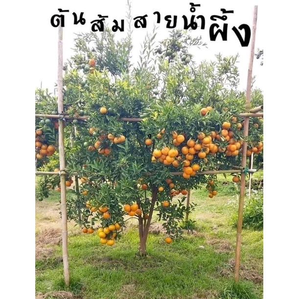 #ต้นส้มสายน้ำผึ้ง ((เสียบยอด)) 1-2 ปีติดผล สามารถติดลูกตั้งแต่อยู่ในถุงดำ สูงราว30-60เซน