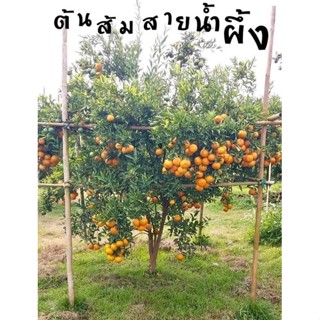 #ต้นส้มสายน้ำผึ้ง ((เสียบยอด)) 2-3 ปีติดผล ต้นละ 90 บาท