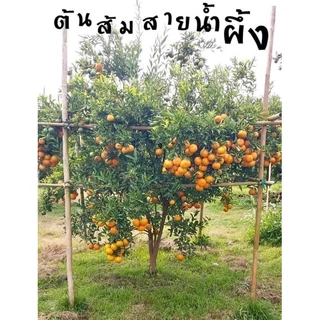 #ต้นส้มสายน้ำผึ้ง ((เสียบยอด)) 1-2 ปีติดผล สามารถติดลูกตั้งแต่อยู่ในถุงดำ สูงราว30-60เซน
