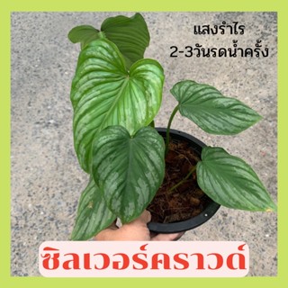 ฟิโลเดนดรอนมาเมอิซิลเวอร์คราวด์หรือเมไมอิ Philodendron Mamei Silver Cloud ส่งพร้อมกระถาง8นิ้ว
