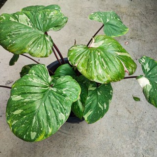 สเน่ห์จันทร์ประกายดาว Homalomena Rubescens Variegated