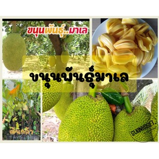 ขนุนพันธุ์ทองมาเลย์ ผลใหญ่ เนื้อกรอบ พร้อมส่ง