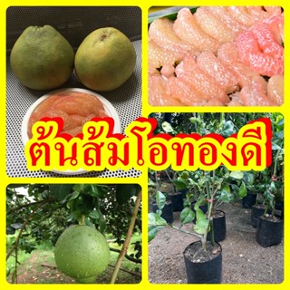 ต้นส้มโอทองดี เนื้อกุ้งสีชมพู รสชาติหวาน ฉ่ำน้ำ ต้นพันธุ์ตอนกิ่งสูง 30-40 ซม.รับประกันพันธุ์แท้ 100%