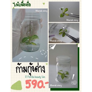 🌱ฟิโลเดนดรอน ก้ามกุ้ง ลุ้นด่าง 🦂(Philodendron Florida Beauty)🦂 ไม้เพาะเลี้ยงเนื้อเยื่อ