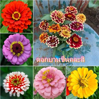 จัดส่งในพื้นที่100ชิ้น/ถุง ดอกบานชื่นคละสี seeds เมล็ดบอนสี ไม้ประดับ เมล็ดพันธุ์ ต้นไม้มงคลต้นบอนสีชายชล ต้นไม้ฟอกอากาศ