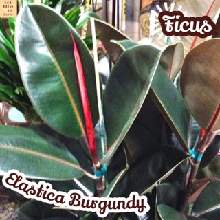 [ยางอินเดียดำ] Ficus Elastica Burgundy ส่งพร้อมกระถาง ไม้ใบ ไม้ดอก ไม้ประดับ ไม้ด่าง ไม้สวยๆ ใบใหญ่ ไม้ฟอกอากาศ