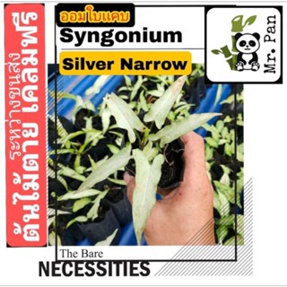 Syngonium Silver Narrow เงินไหลมา ใบเเคบ ออมใบเเคบ 1