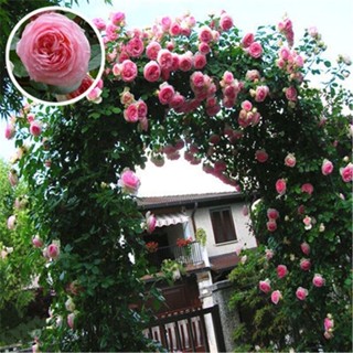 100PCS Mixed Climbing Rose Seeds Red Pink Yellow flower seed เมล็ดพันธุ์พืช เมล็ดพันธุ์ ดอกไม้ เมล็ดดอกไม้ พันธุ์ดอกไม้