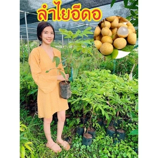 #ต้นลำไยอีดอ ลูกใหญ่ ต้นเตี้ย((เสียบยอด)) สูงราว50 เซน 1 ปีให้ผล