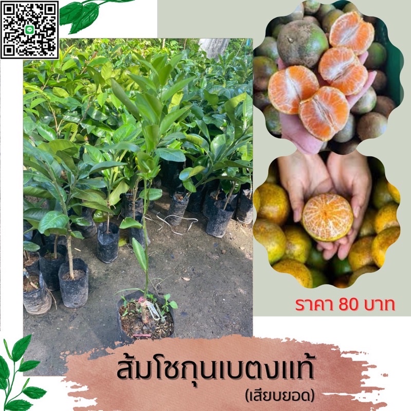 ต้นส้มโชกุนเบตงแท้(เสียบยอด) ต้นละ80บ.