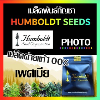 เมล็ดกัญชา ค่ายแท้100% Humboldt Seeds Organization [PHOTO] เพศเมีย