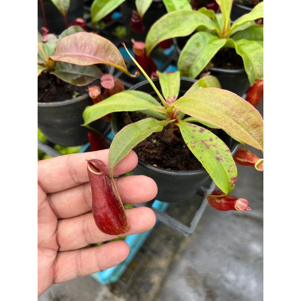 มุมมอง 5