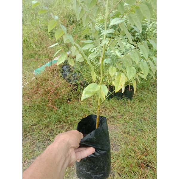 ต้นมะยมหวานไซส์ใหญ่ลำต้นแข็งแรงพร้อมปลูก 85 บาท