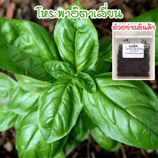 โหระพาอิตาเลี่ยน โหระพาฝรั่ง เบซิลใบใหญ่ เมล็ดพันธุ์ 50-400 เมล็ด Italian Basil ปลูกง่าย โตเร็ว [ซื้อ 10 แถม 1 คละได้]