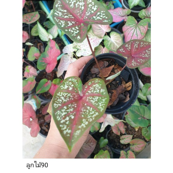 บอนสี ลูกไม้ใบกลมลายจุด