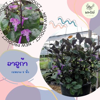 ต้นดอกอาจูก้า / ม่วงกำมะหยี่ / ม่วงมณี (Mona Lavender / Spur flower) กระถาง 8 นิ้ว