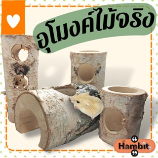 Hambit. อุโมงไม้จริง Hambit. ที่นอนแฮมสเตอร์ ที่นอนกระรอก ที่นอนเม่นแคระ ที่นอนชูการ์ไรเดอร์ ที่นอนบุชเบบี้