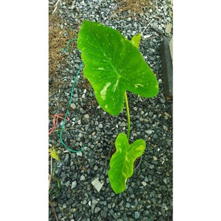 คโลคาเซีย มิ้ลกี้เวย์ Colocasia Milky Way-อนุบาลแข็งแรง ในกระถาง6นิ้ว