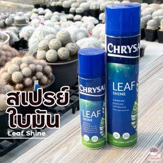 สเปรย์ใบมัน Leaf Shine แคคตัส กระบองเพชร cactus&amp;succulent