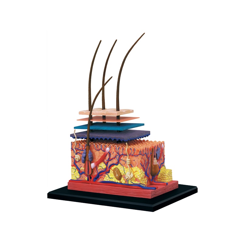 4D MASTER STEM Skin Anatomy Model for Science / Medical Education for University