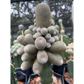 หน่อเด็ดสด rebutia heriosa/รีบูเทียเฮลิโอซา