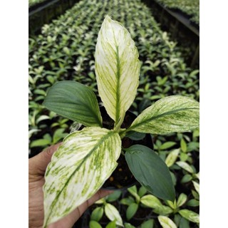 เดหลีจักรพรรดิ ด่าง พันธุ์ใบใหญ่ ดอกสีขาว peace lily