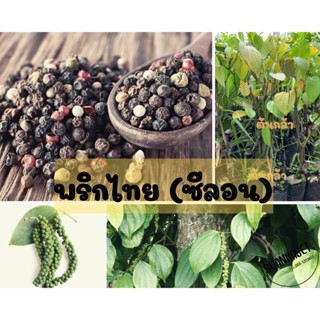 พริกไทยสายพันธุ์ซีลอน เผ็ดร้อนและหอมที่สุด ต้นกล้าพร้อมจัดส่ง