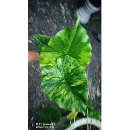 Alocasia gageana variegated(หูช้างด่างเหลือง)