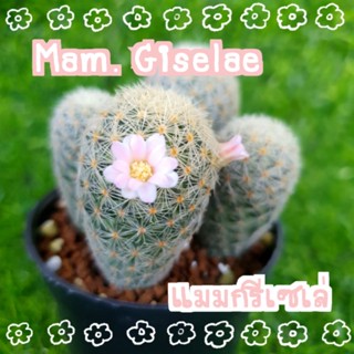 แมมกรีเซเล่ ไม้เมล็ด ให้ดอก 🌸สีชมพูอ่อน ขาวอมชมพูอ่อน Mammillaria giselae 📷 ขอดูรูปได้เลยจ้า