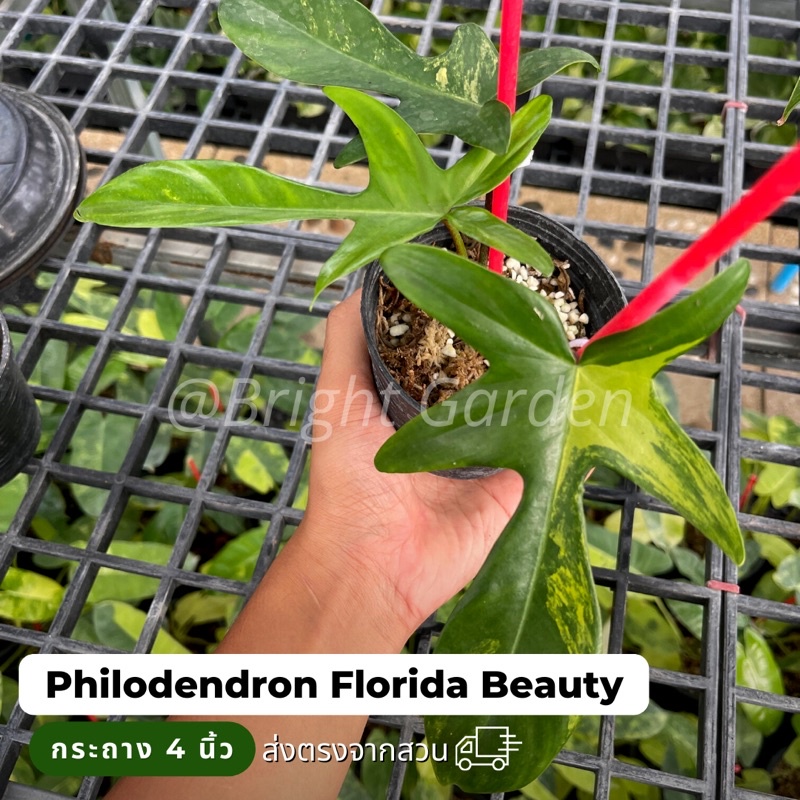 ก้ามกุ้งด่าง (philodendron florida beauty) ไม้วางข้อ รากแข็งแรง