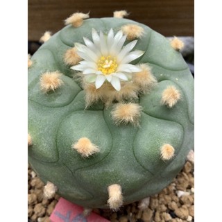 แคคตัส โลโฟโฟร่า ดิฟฟูซ่า Lophophora diffusa  ไม้นำเข้าจากญี่ปุ่น