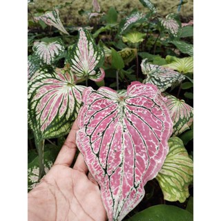 บอนสีฮกหลง กัดสีแล้ว caladiums