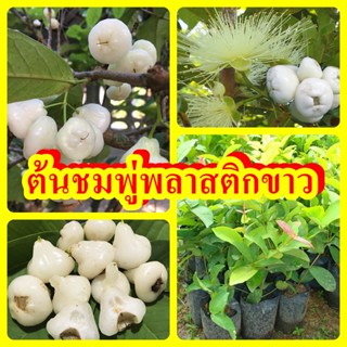 ชมพู่พลาสติกสีขาว (White Rose Apple)เป็นชมพู่พลาสติกสายพันธุ์หนึ่ง เป็นไม้ยืนต้นขนาดกลาง ต้นเป็นทรงพุ่ม ผลมีลักษณะทรงกลม