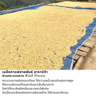 เมล็ดกาแฟดอยช้าง ชนิดบดละเอียด เมล็ดกาแฟอราบิก้า100 % เมล็ดกาแฟสดคั่วบด กาแฟคั่วอ่อน/คั่วกลาง/คั่วเข้ม 250 กรัม ส่งฟรี