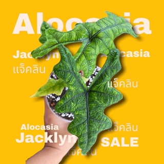 ไซส์ตามภาพ alocasia jacklyn อโลคาเซีย แจคลิน มี 3 ไซส์